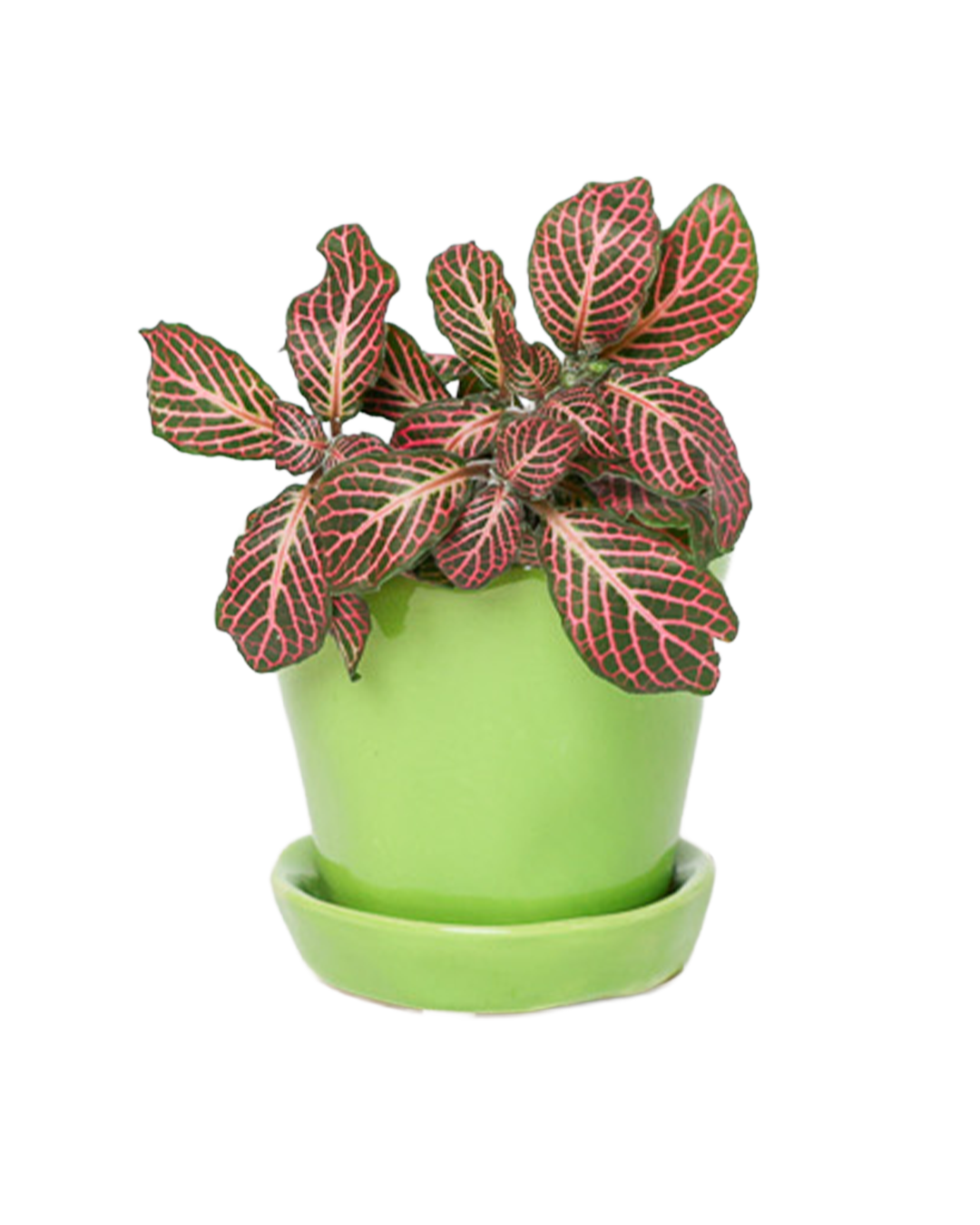 Chive - Wholesale Plant Pot - Tika Ceramic Pots With Saucer And Drainage Hole - 3"44