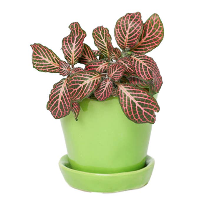 Chive - Wholesale Plant Pot - Tika Ceramic Pots With Saucer And Drainage Hole - 3"44