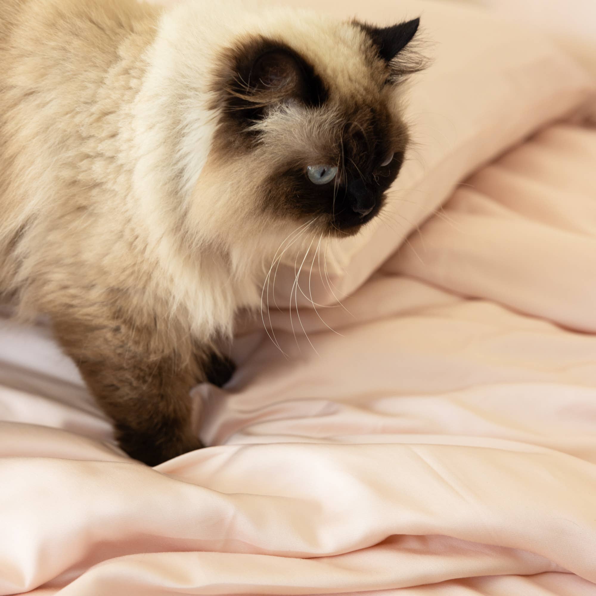 Aeptom - Wholesale Sheet Set - Organic Bamboo Sateen Bed Sheet Set16