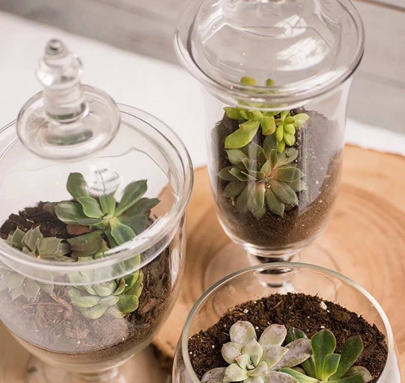 WGV International - Wholesale Apothecary Jar - WGV Large Pedestal Apothecary / Candy Jar With Lid - 20.5"H7