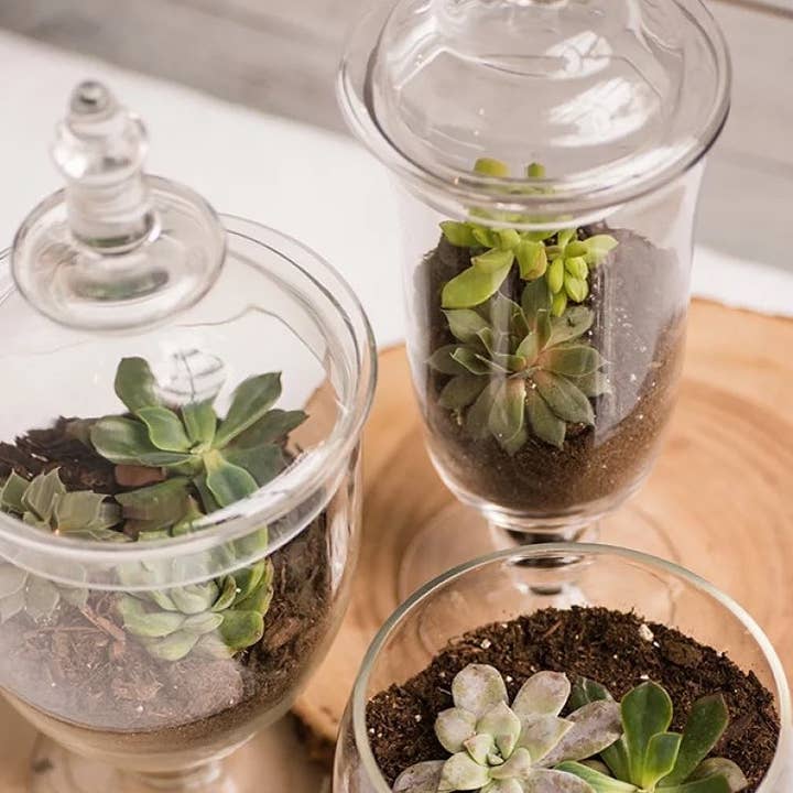 WGV International - Wholesale Apothecary Jar - WGV Large Pedestal Apothecary / Candy Jar With Lid - 20.5"H7