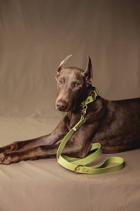 Pompon & Pets - Vendita all'ingrosso Collare - Cani - Collare Avvocato - Biothane2