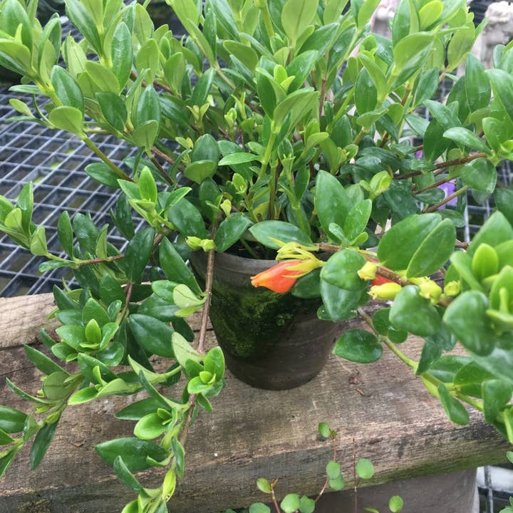 Bella Vintage Home Inc - Wholesale Live Plant - Live Plants- Goldfish Plant