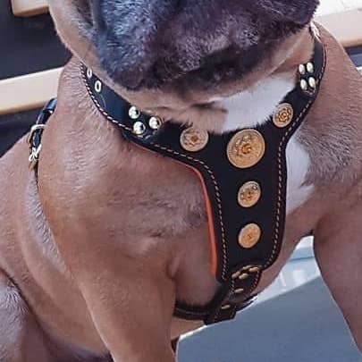 Harnais The Bijou noir et orange, taille S à M pour la vente par Serendipityfile