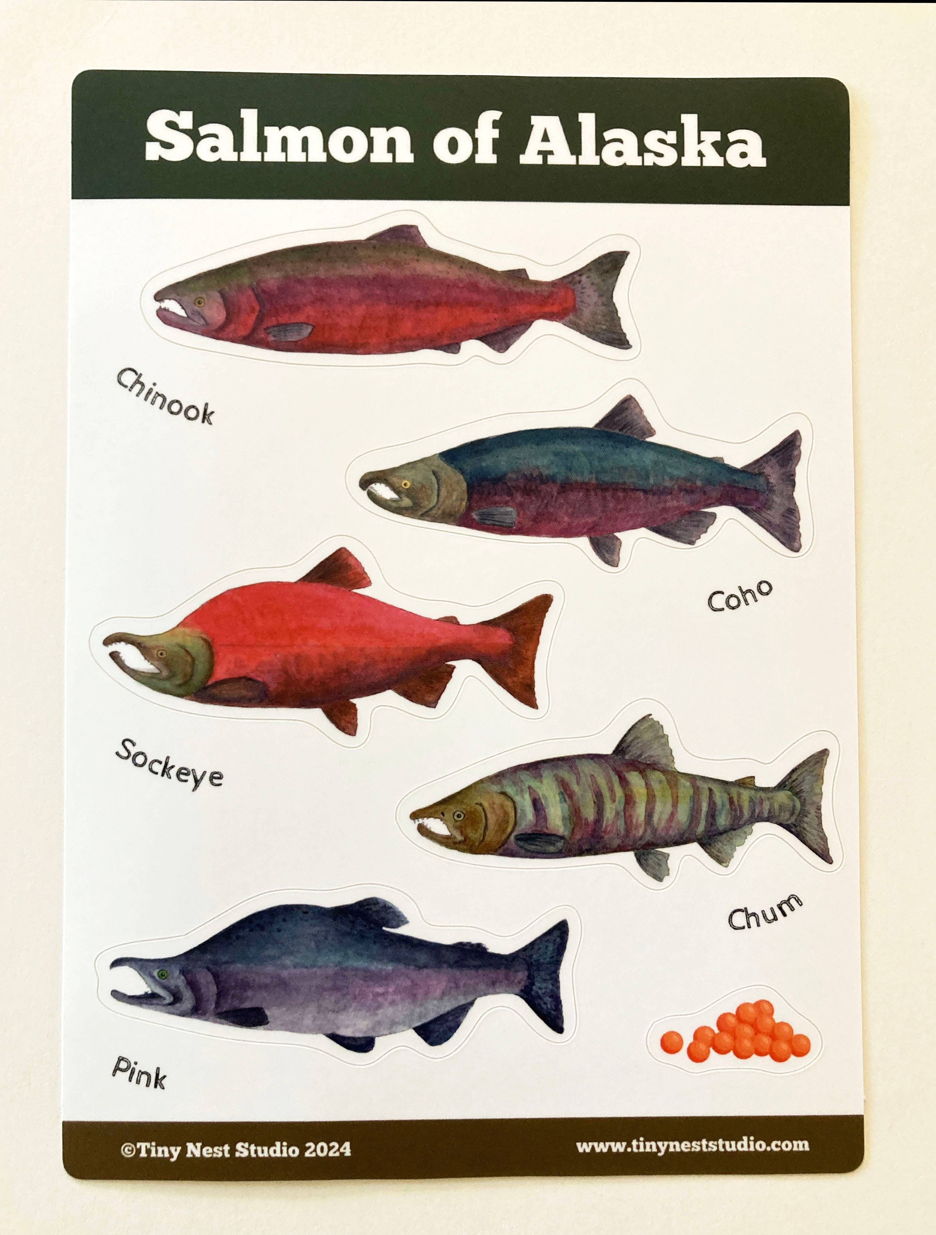 Tiny Nest Studio - Wholesale Sticker - Salmon of Alaska Sticker Sheet4