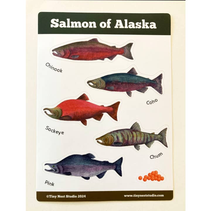 Tiny Nest Studio - Wholesale Sticker - Salmon of Alaska Sticker Sheet4