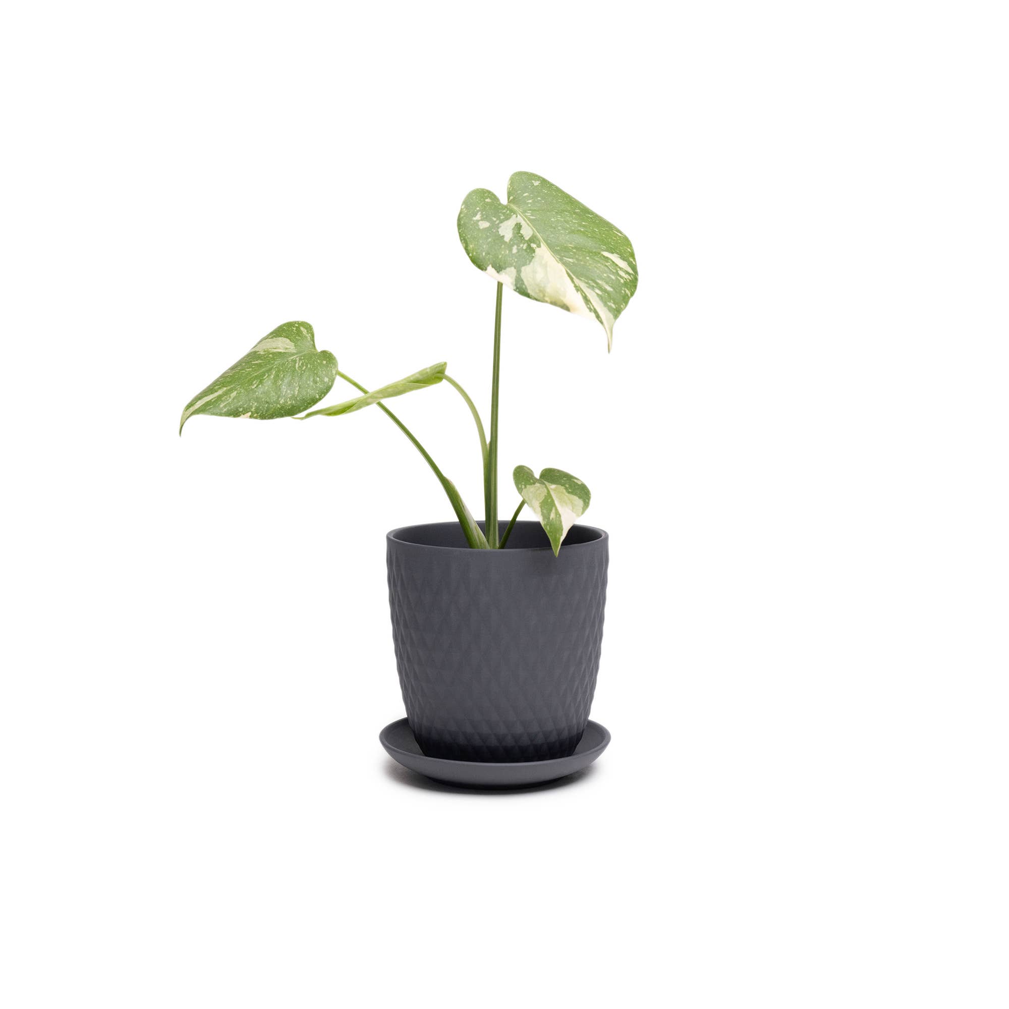 Chive - Wholesale Plant Pot - Handmade Ceramic Virago Pots | Artisan Plant Planters57