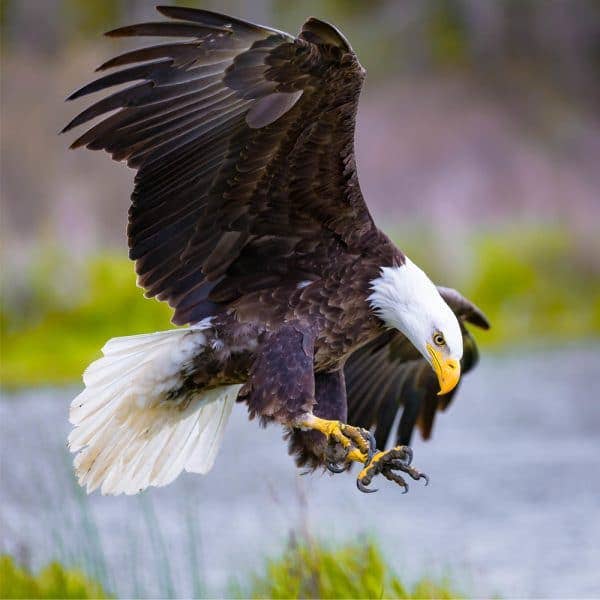 Pygargue à tête blanche pour la vente par Zen Puzzles