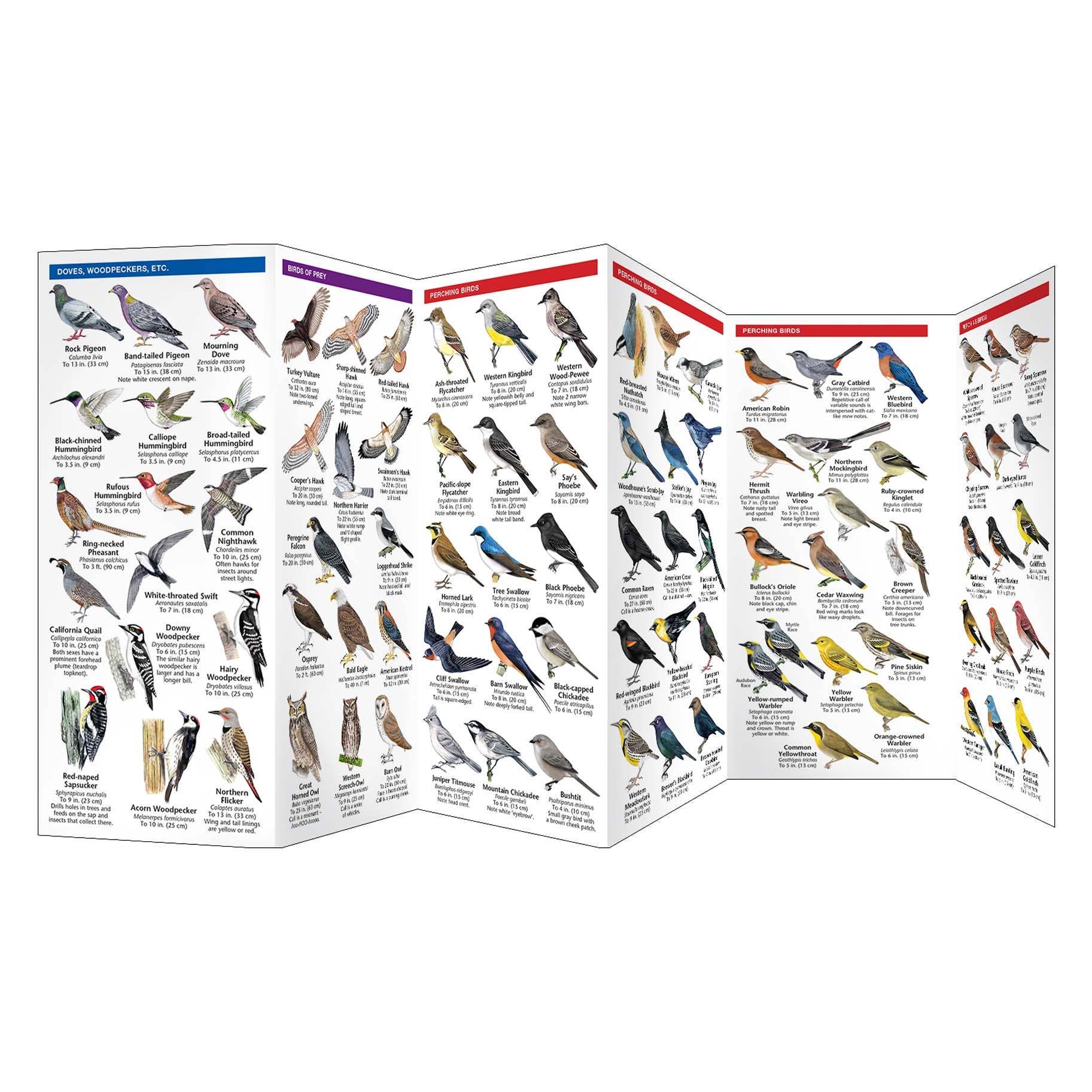 REMOVED BRAND - Wholesale Nature & Outdoors - Western Backyard Birds Nature Guide2