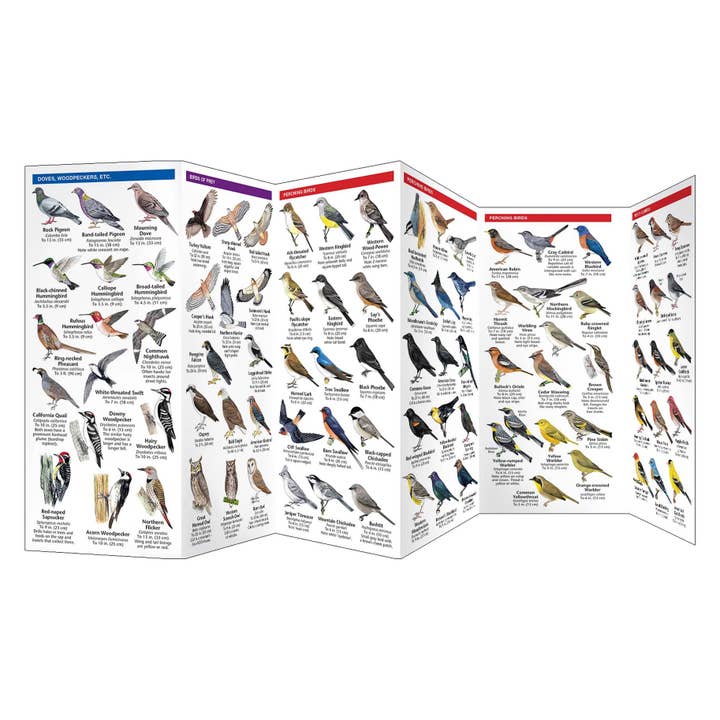 REMOVED BRAND - Wholesale Nature & Outdoors - Western Backyard Birds Nature Guide2
