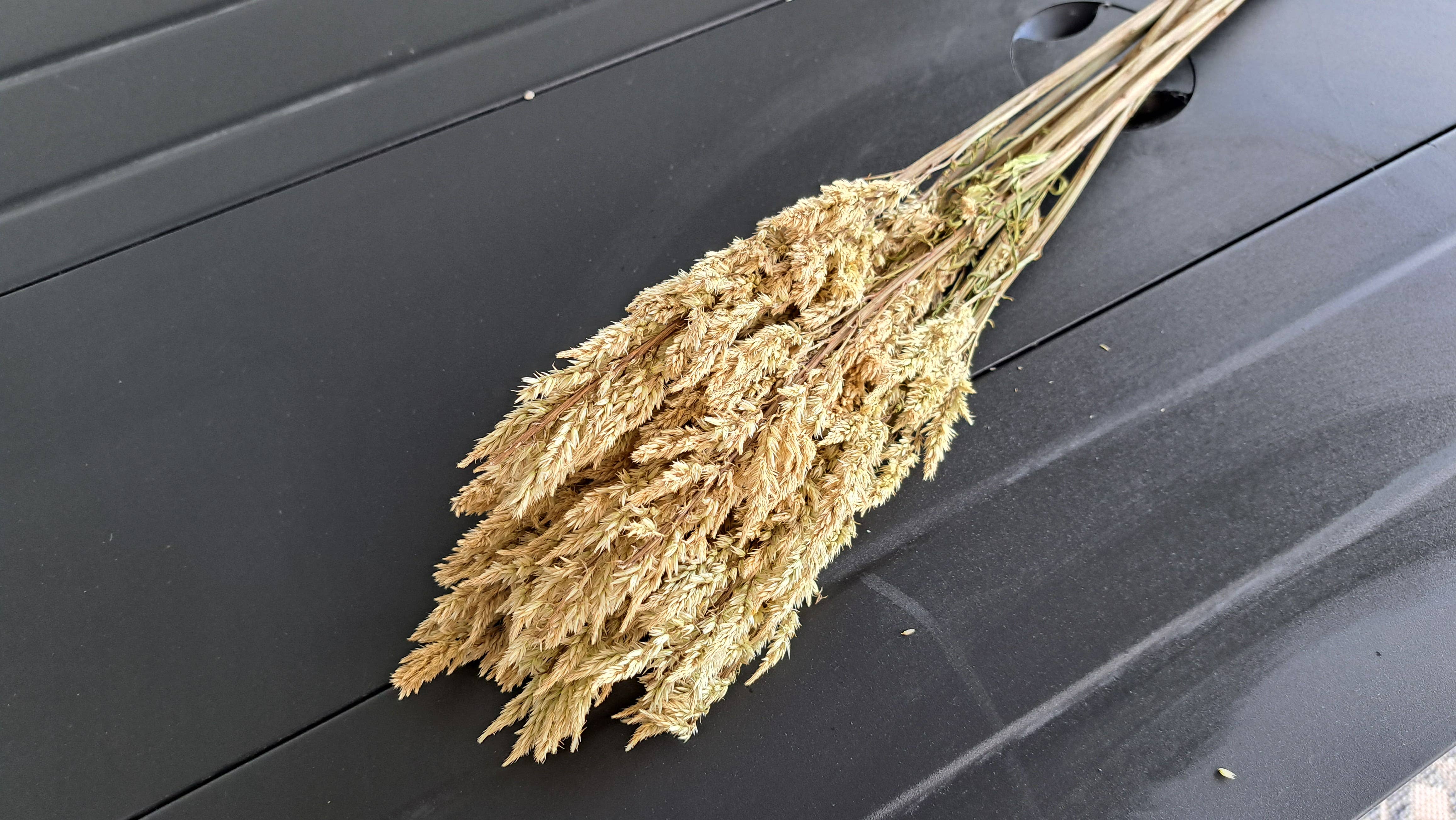 Fence Post Florals - Wholesale Dried/pressed flowers - Celosia-Sylphid2