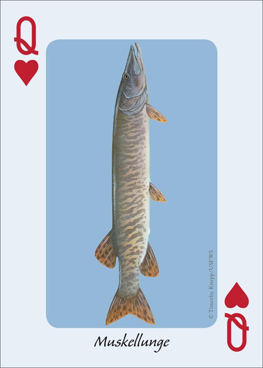 AdventureKEEN - Wholesale Playing Cards - Fish of the Midwest Playing Cards4