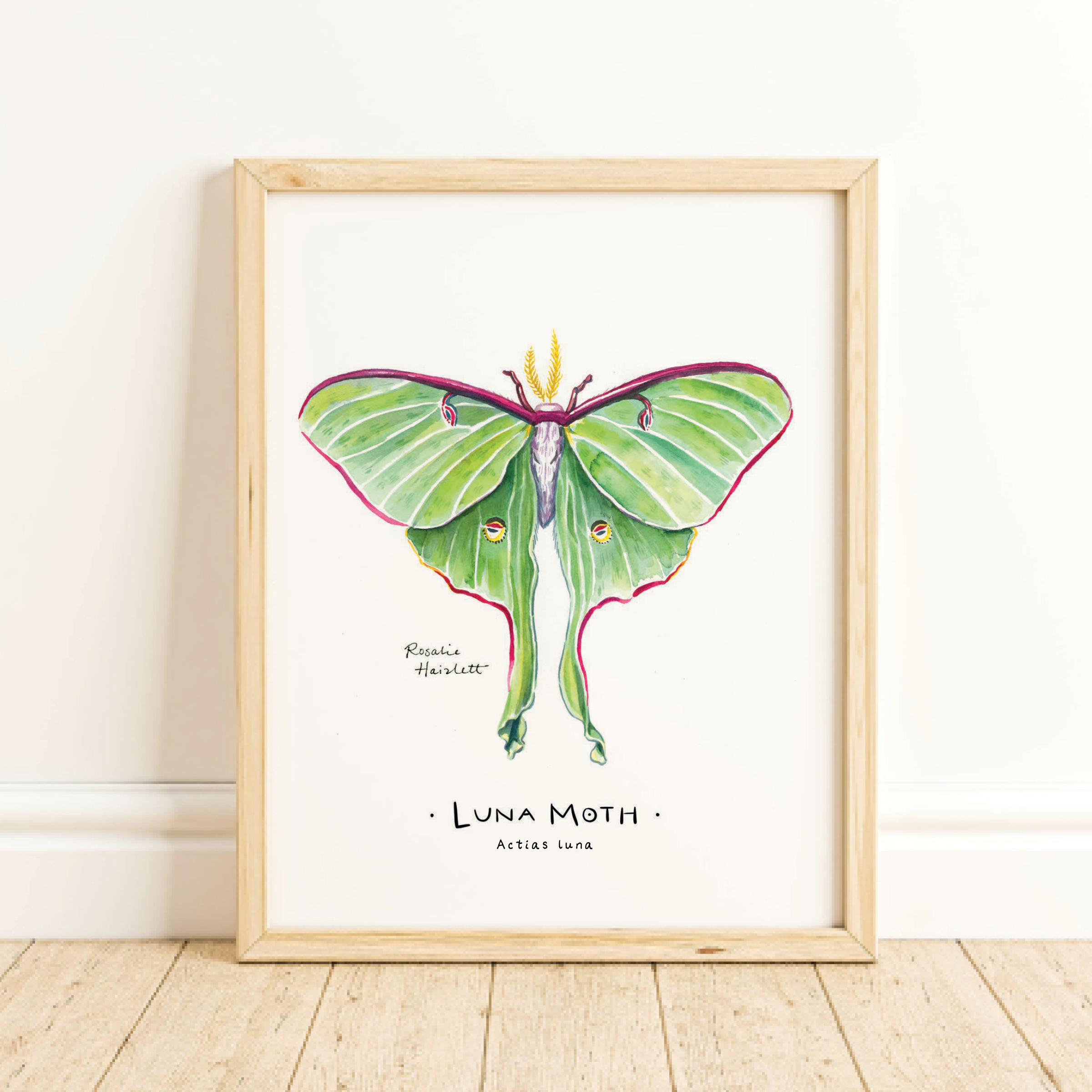 Rosalie Haizlett Illustration - Wholesale Art Print - Luna Moth Watercolor Art Print1