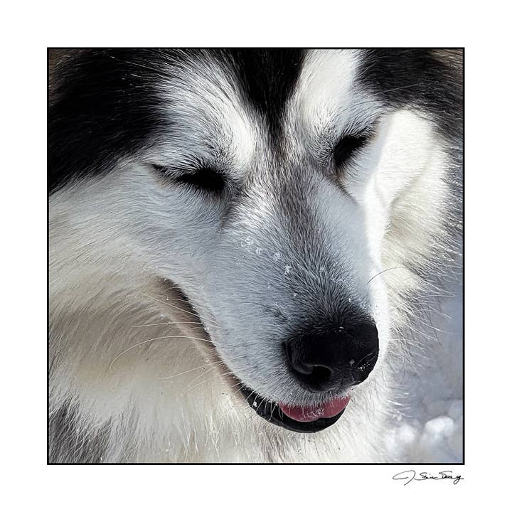 Husky pour la vente par Signature Image Gallery