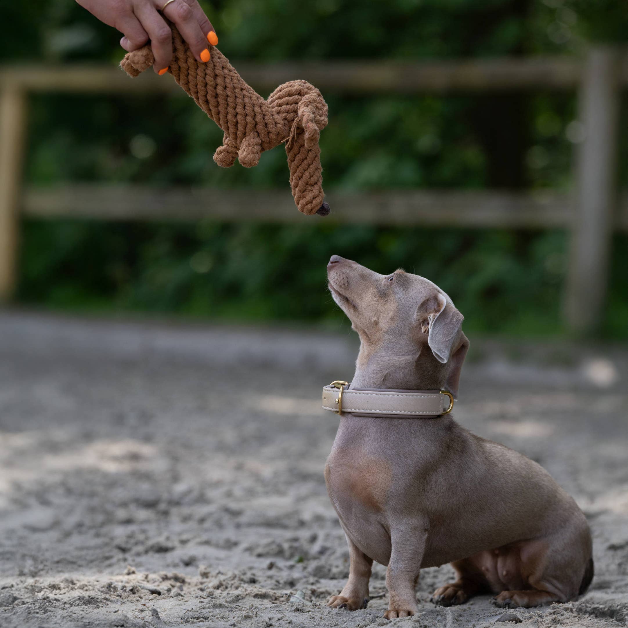 LABONI - Volentis GmbH - Wholesale Pet Chew Toy - Dog - DIEGO DACKEL – The Trend Toy Every Dog Wants4