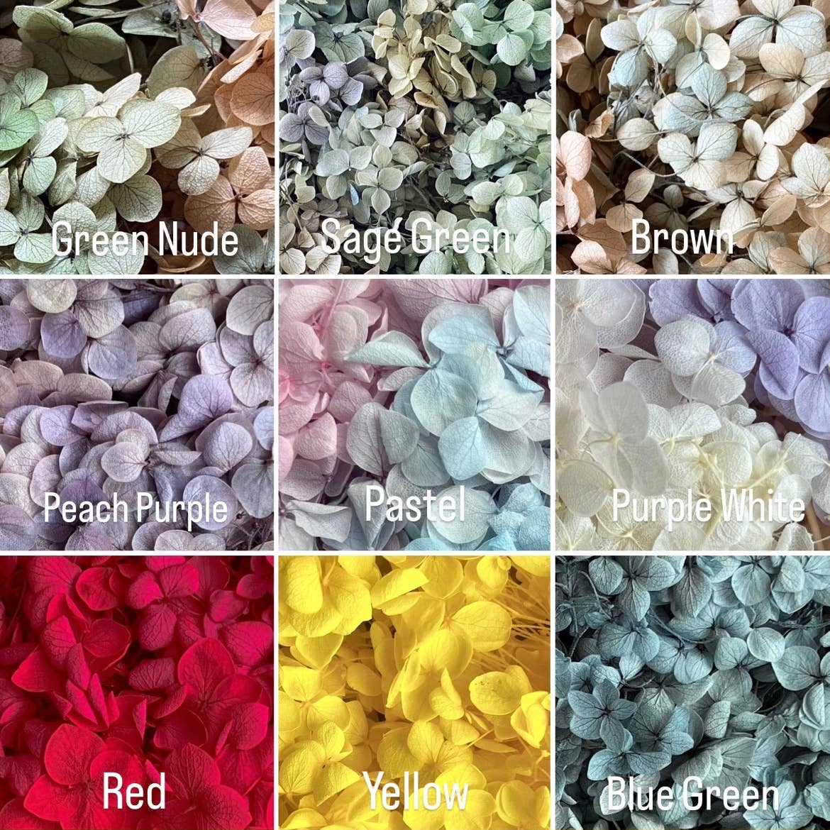Flowery Work - Wholesale Dried/Pressed Flowers - 30 Colours Preserved & Dried Boxed Hydrangea Flower 30g5