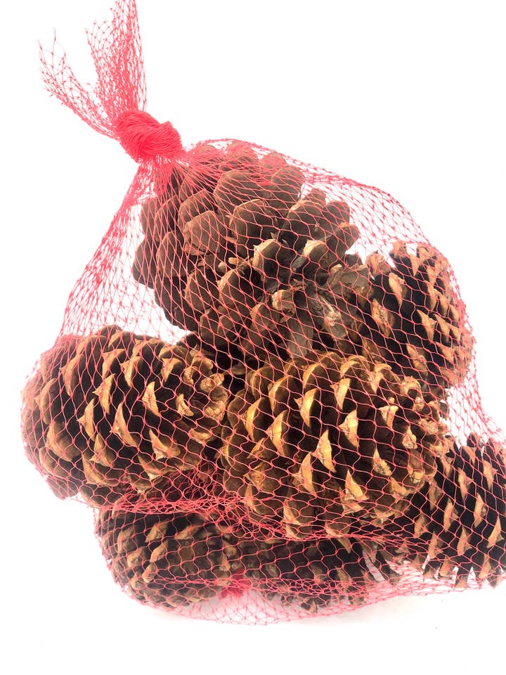 Pine cones cinnamon scented for wholesale by Champion Greens Forest farm