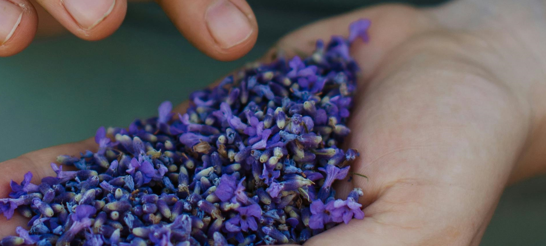 Mahan Family Wines - Vendita all'ingrosso Fiori secchi/pressati - 3 libbre di boccioli di lavanda francese essiccati circa 30 cm x 30 cm x 15 cm2