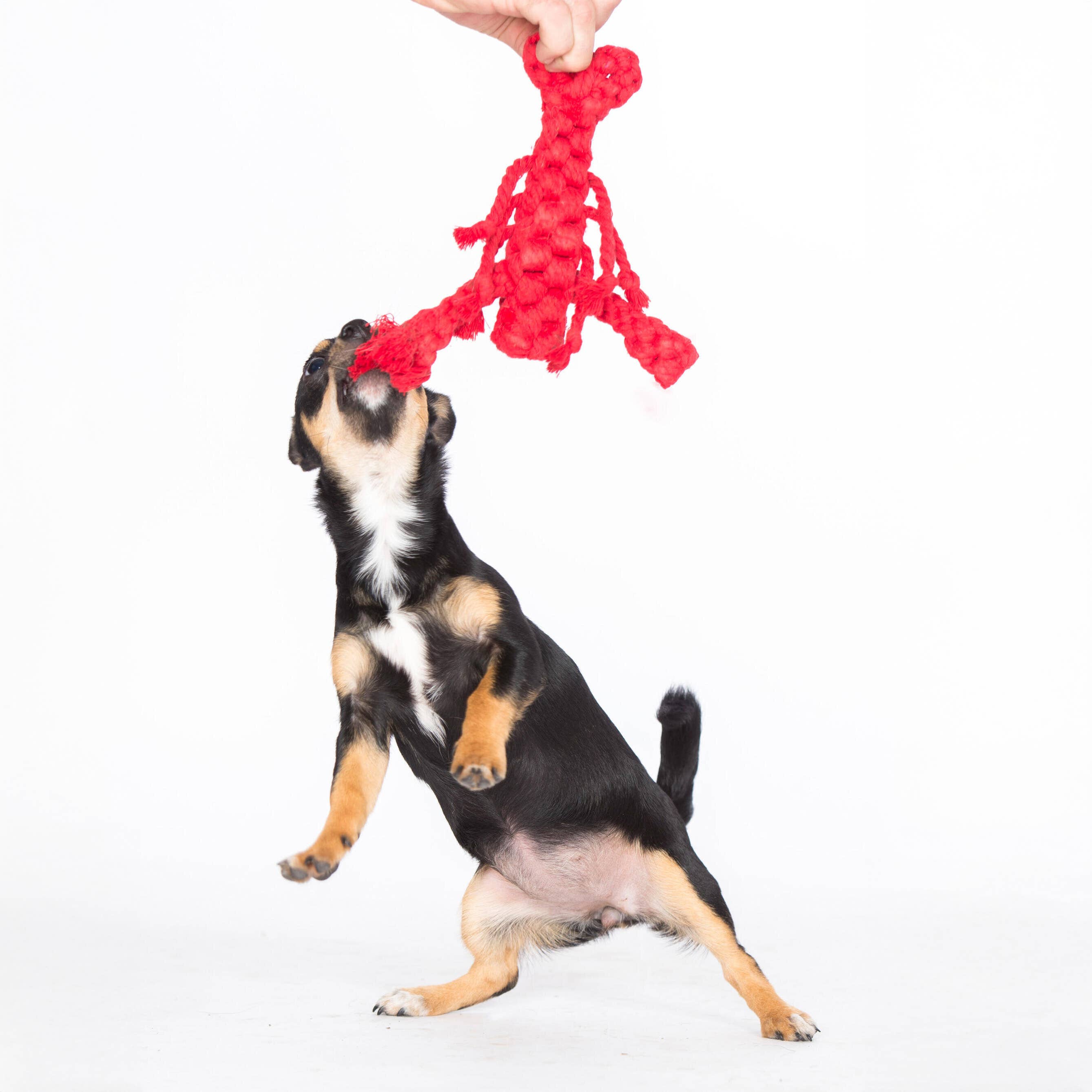 LABONI - Volentis GmbH - Wholesale Pet Rope Toy - Dog - HUGO HUMMER – Smart Play, Strong Chew15