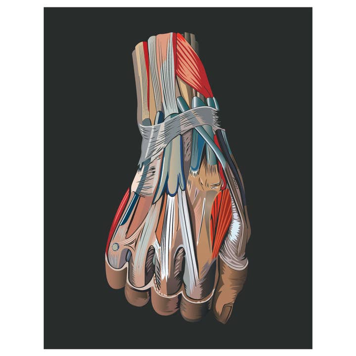 2.5'' x 3.5'' Hand Medical Diagram Magnet for wholesale by Fridgedoor