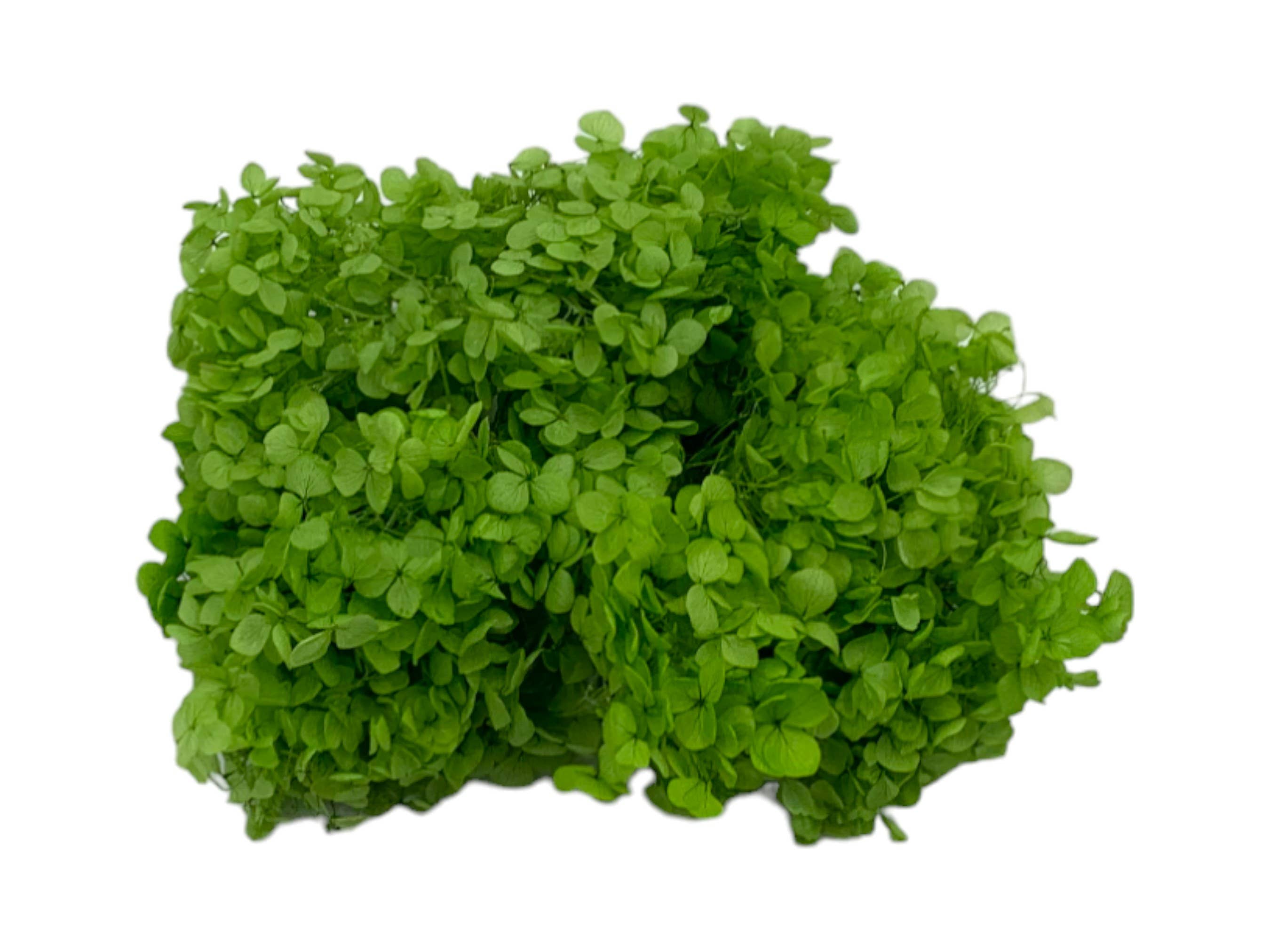 2626 Designs - Vente Fleur séchée/pressée - Boîte d'hortensias Anna préservés3