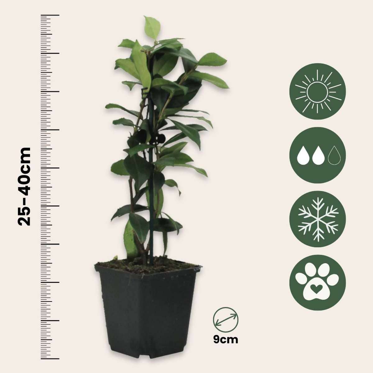 Oasis of Life - Wholesale Live Plant - Star Jasmine – 3 Plants – Trachelospermum jasminoides – Height 25–40cm – Ø9cm – Evergreen Climbing Plant with Fragrant White Flowers – Hardy & Easy to Care for – For Garden, Terrace & Balcony2