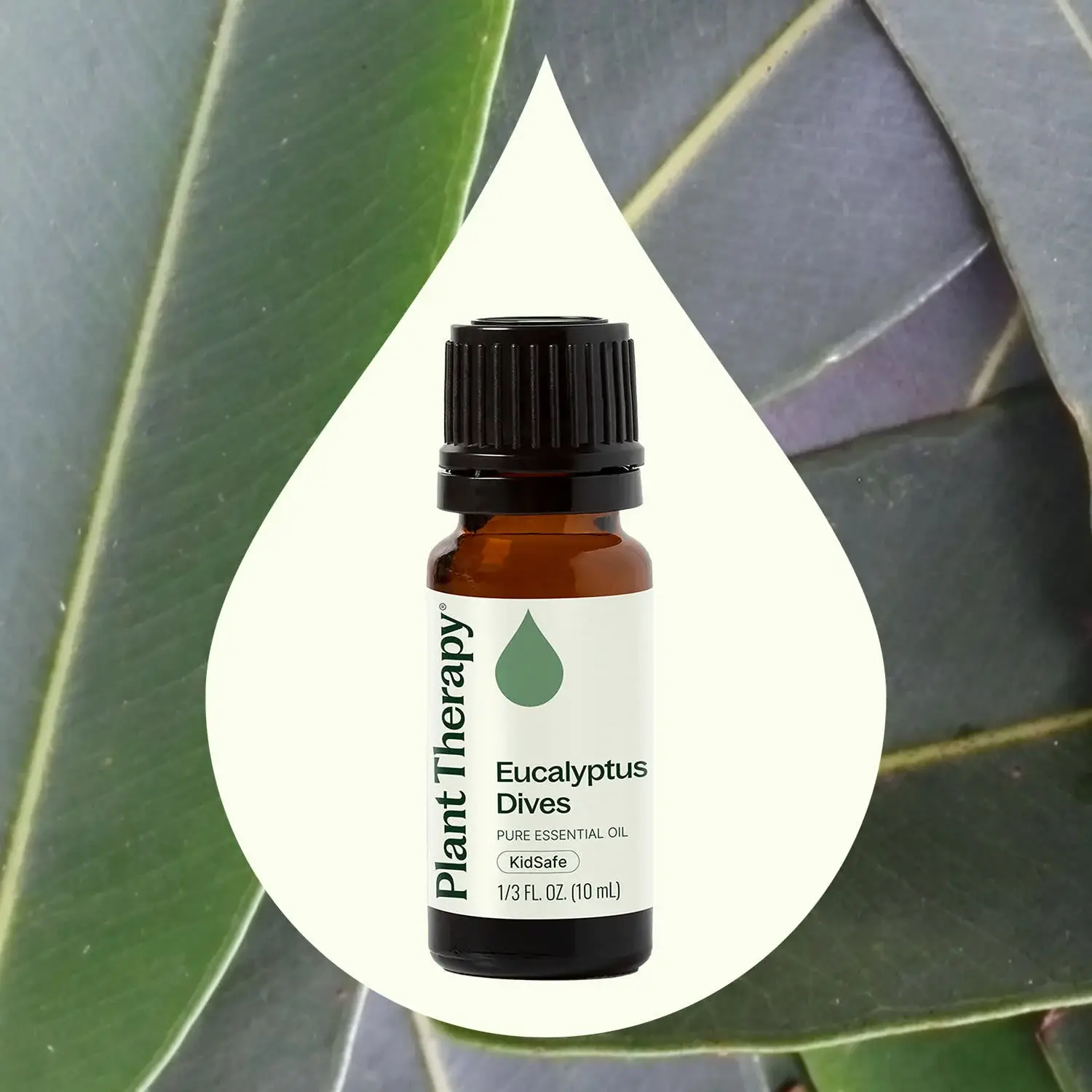 Plant Therapy - Wholesale Essential Oil - Eucalyptus Dives Essential Oil 10 mL1