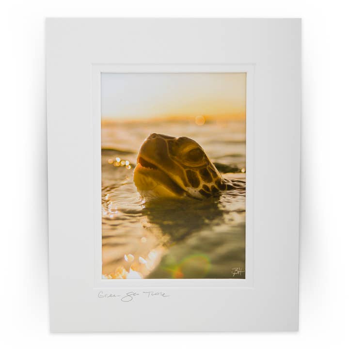 Tortue de mer verte AE3R3714 pour la vente par Ben Hicks Fine Art