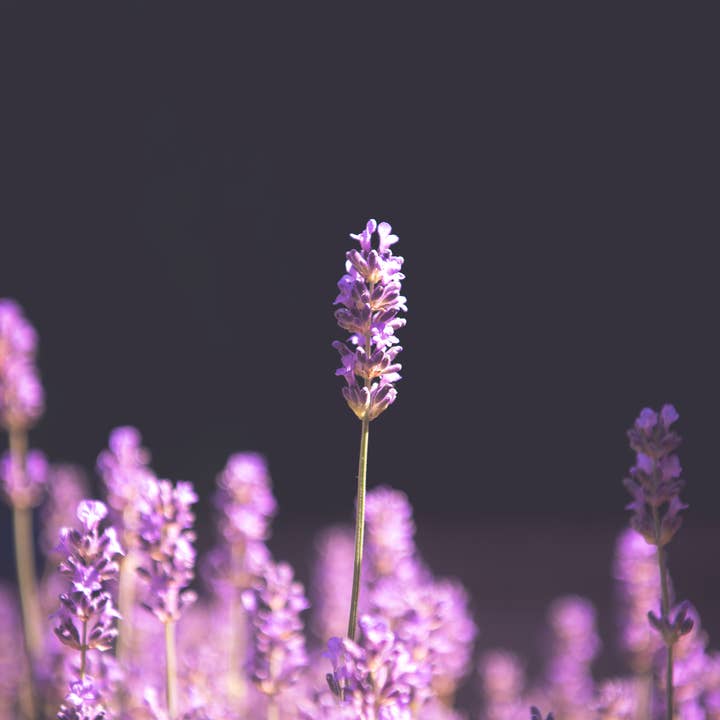 The Jonsteen Company - Wholesale Plant Seeds - Lavender | Flower Seed Grow Kit9