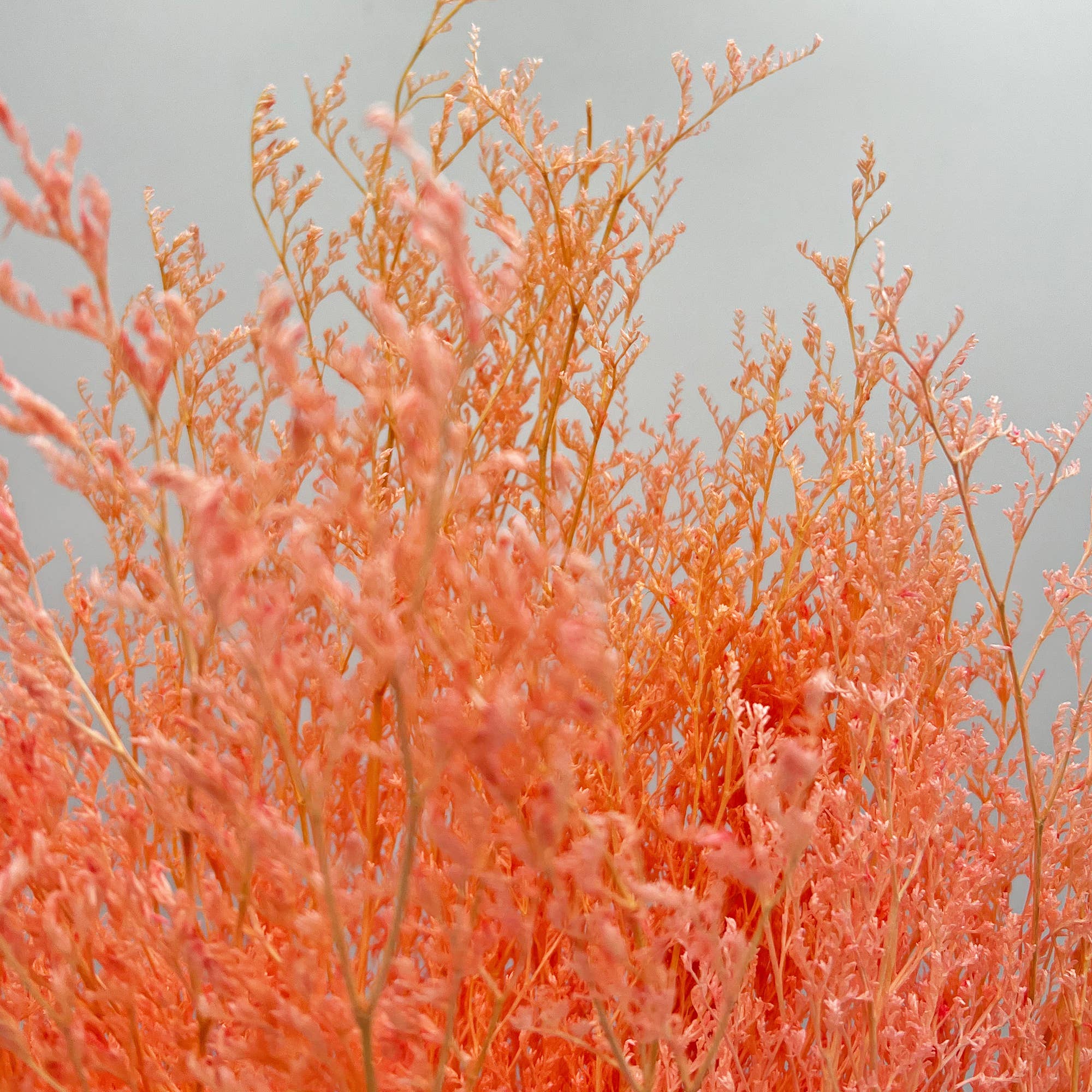 2626 Designs - Wholesale Dried/Pressed Flowers - Dried Preserved Valentin Grass Bouquet 21" Multiple Colors12