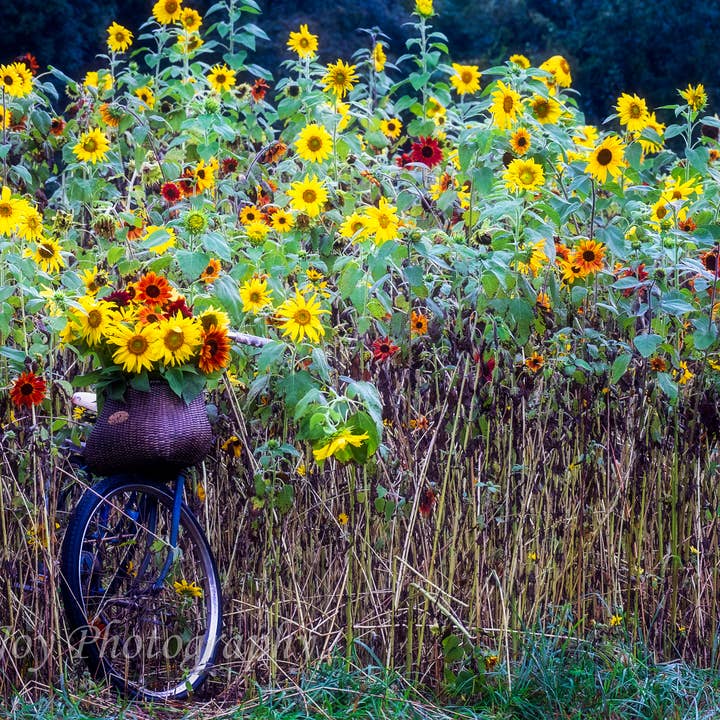 Sonnenblumen-Landschaft für den Großhandel von Erica Joy Photography