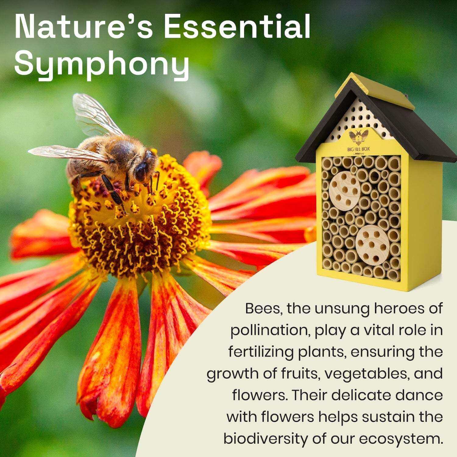 Big Bat Box - Vente Nichoir - Maison à abeilles – Grande boîte pour abeilles8