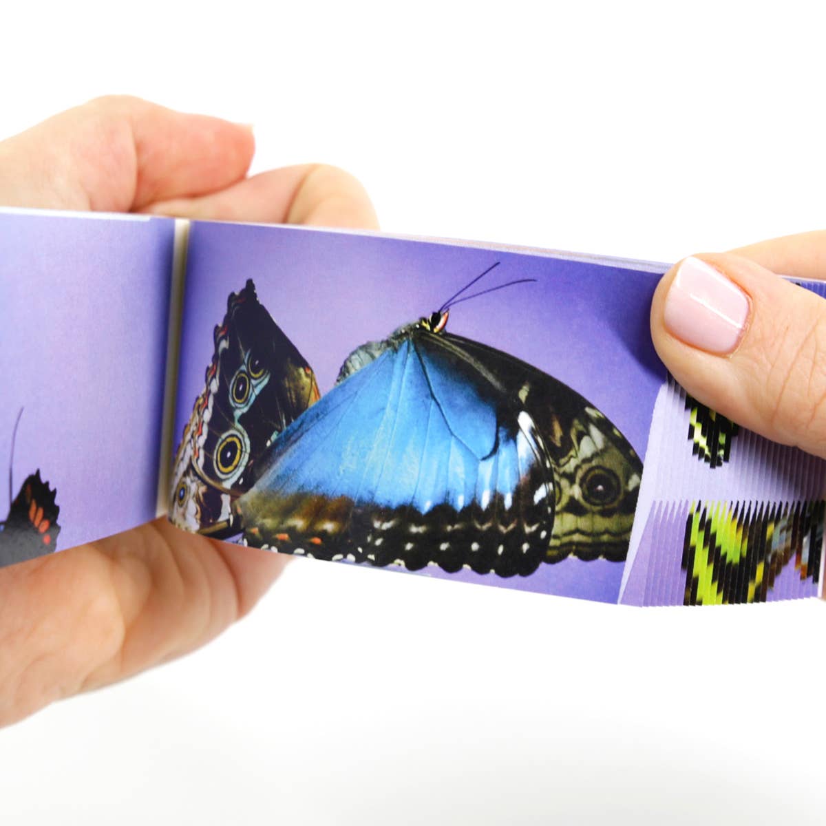 Flipboku - Vendita all'ingrosso Libro su natura e attività all'aria aperta - Collezione Flipbook Motion in Nature14