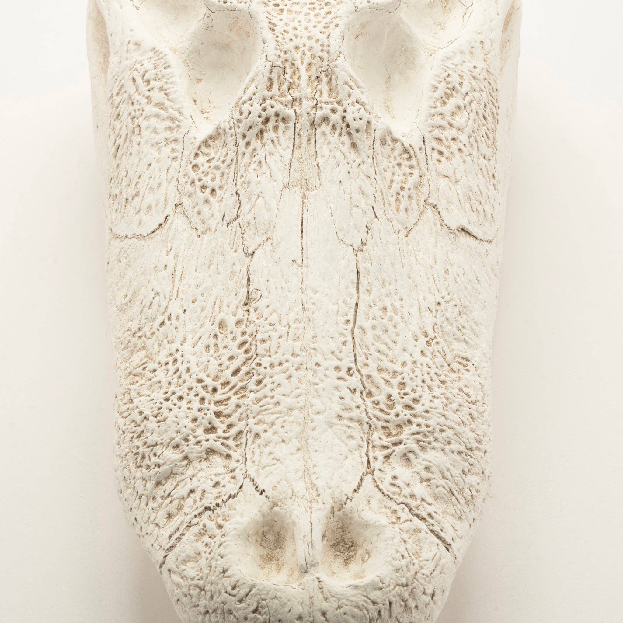 House Parts, Inc. - Wholesale Decorative Figurine - Alligator Skull1