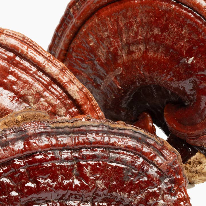 Charlotte's Web - Wholesale Oral Supplement/Vitamin - Stress Support with Reishi & Ashwagandha Mushroom Gummy2