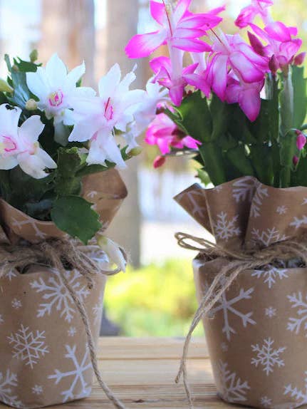 Verwurzelte weiße Kaktuspflanzen im Topf, Innendekoration und Geschenk (Kopie) für den Großhandel von UniqueMartandHome