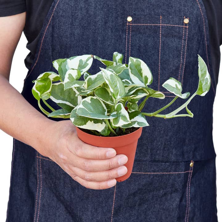 House Plant Wholesale WEST - Wholesale Live Plant - Pothos 'N'joy' Devil's Ivy Live Plant