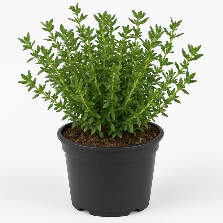 Oasis of Life - Wholesale Live Plant - Thyme Thymus vulgaris β Set of 2 Herb Plants β Hardy & Perennial β Mediterranean Culinary Herb for Garden, Balcony & Raised Bed β Fragrant, Aromatic & Easy to Care For