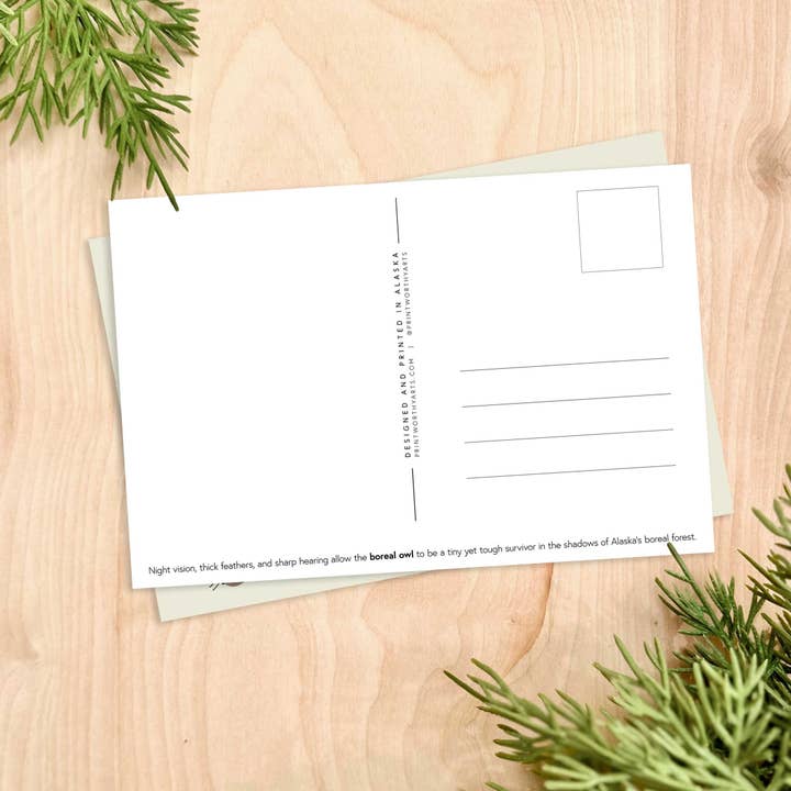 Printworthy - Wholesale Postcard - Little Boreal Owl Postcard1