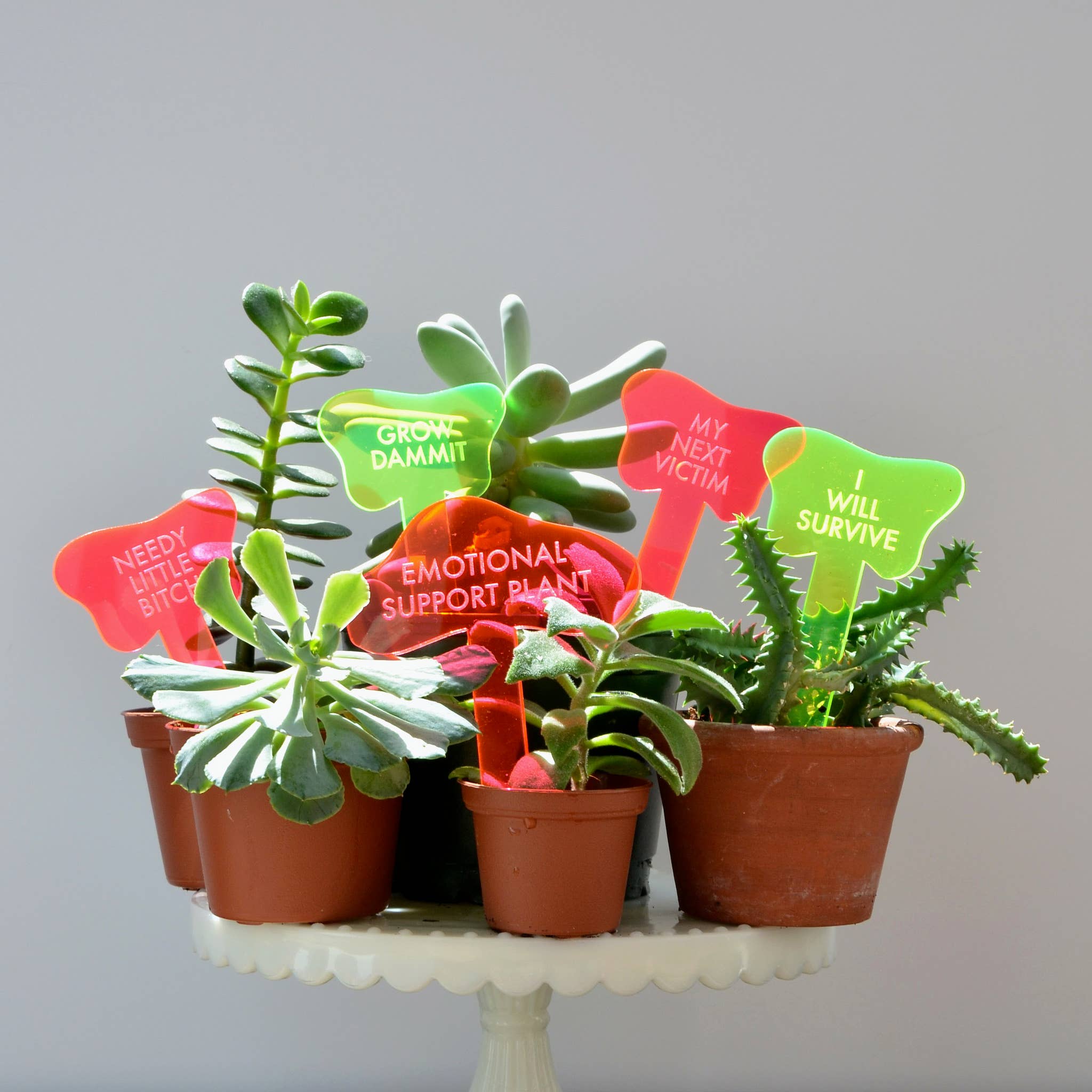 Tuff Girl Gang - Wholesale Plant Pot - NEEDY LITTLE BITCH Plant Stake12