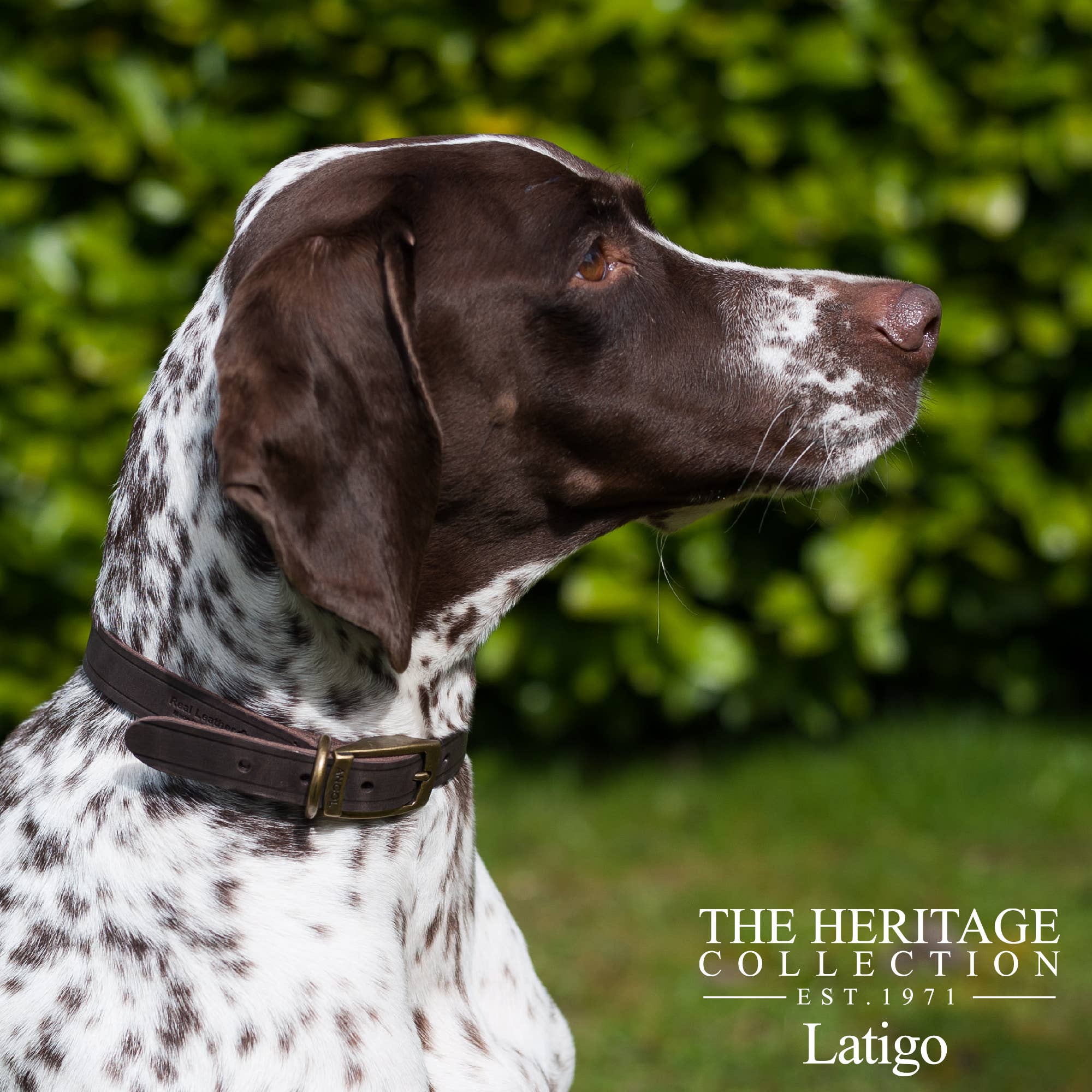 Ancol Pet Products Ltd - Vendita all'ingrosso Collare - Cani - Collare in pelle Latigo Havana1