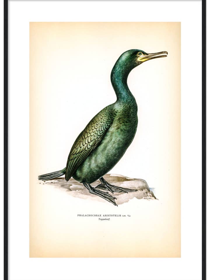 Toppskarv för wholesale av Svenska Fåglar