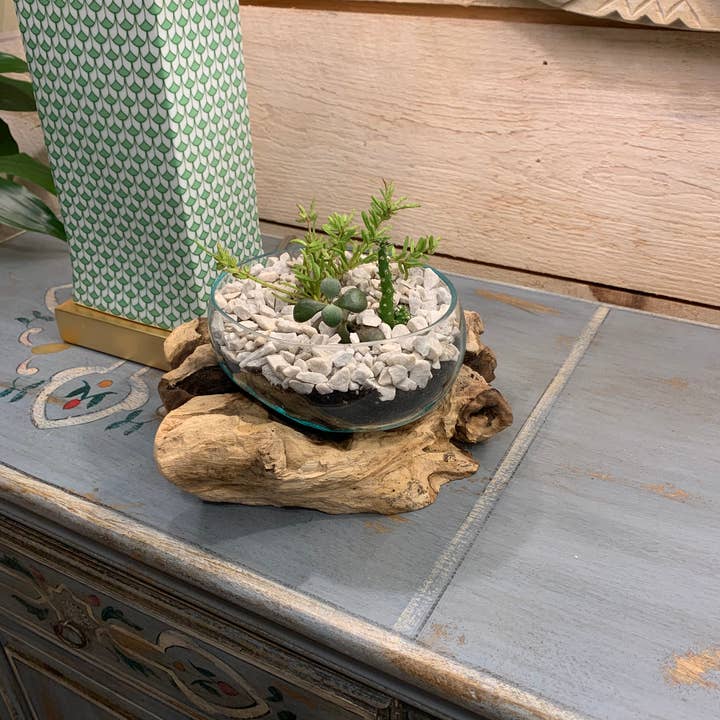 Asia West - Wholesale Terrarium - Succulent Dish/Terrarium Hand Blown Glass on Driftwood