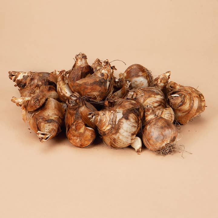 Plantgem - Wholesale Plant Seeds - Mini Triandura Thalia Daffodil - 12 Bulbs