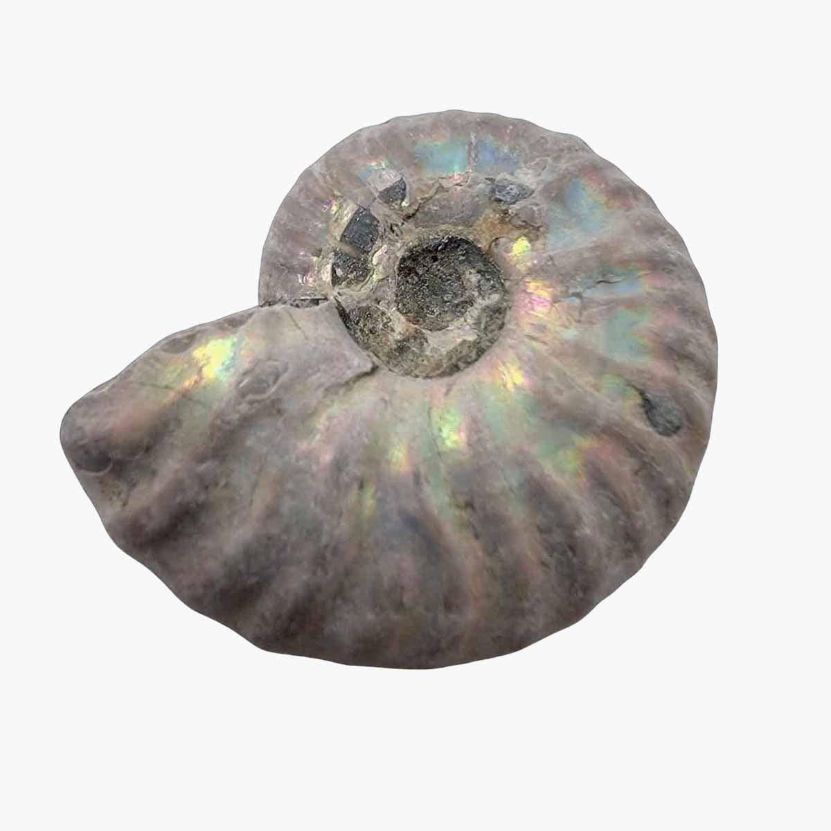 Lapidary Central - Wholesale Spiritual Stone/Crystal - Silver Iridescent Ammonite Fossil!  110 Million Years Old!10