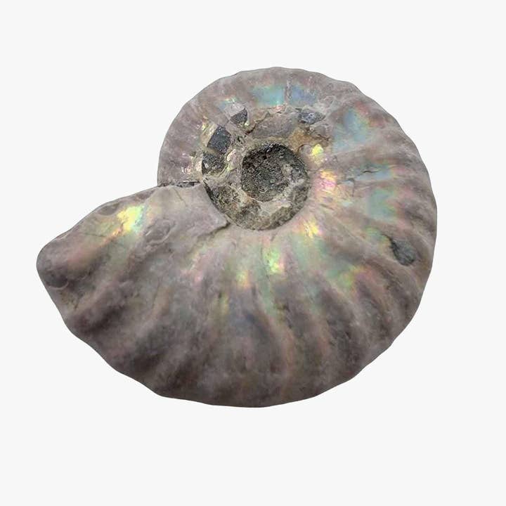 Lapidary Central - Wholesale Spiritual Stone/Crystal - Silver Iridescent Ammonite Fossil! 110 Million Years Old!10
