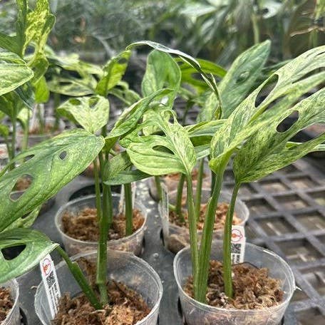 OrchidBox – wholesale Levande växt – Monstera adansonii Brokig 'Mint' 2,5"3