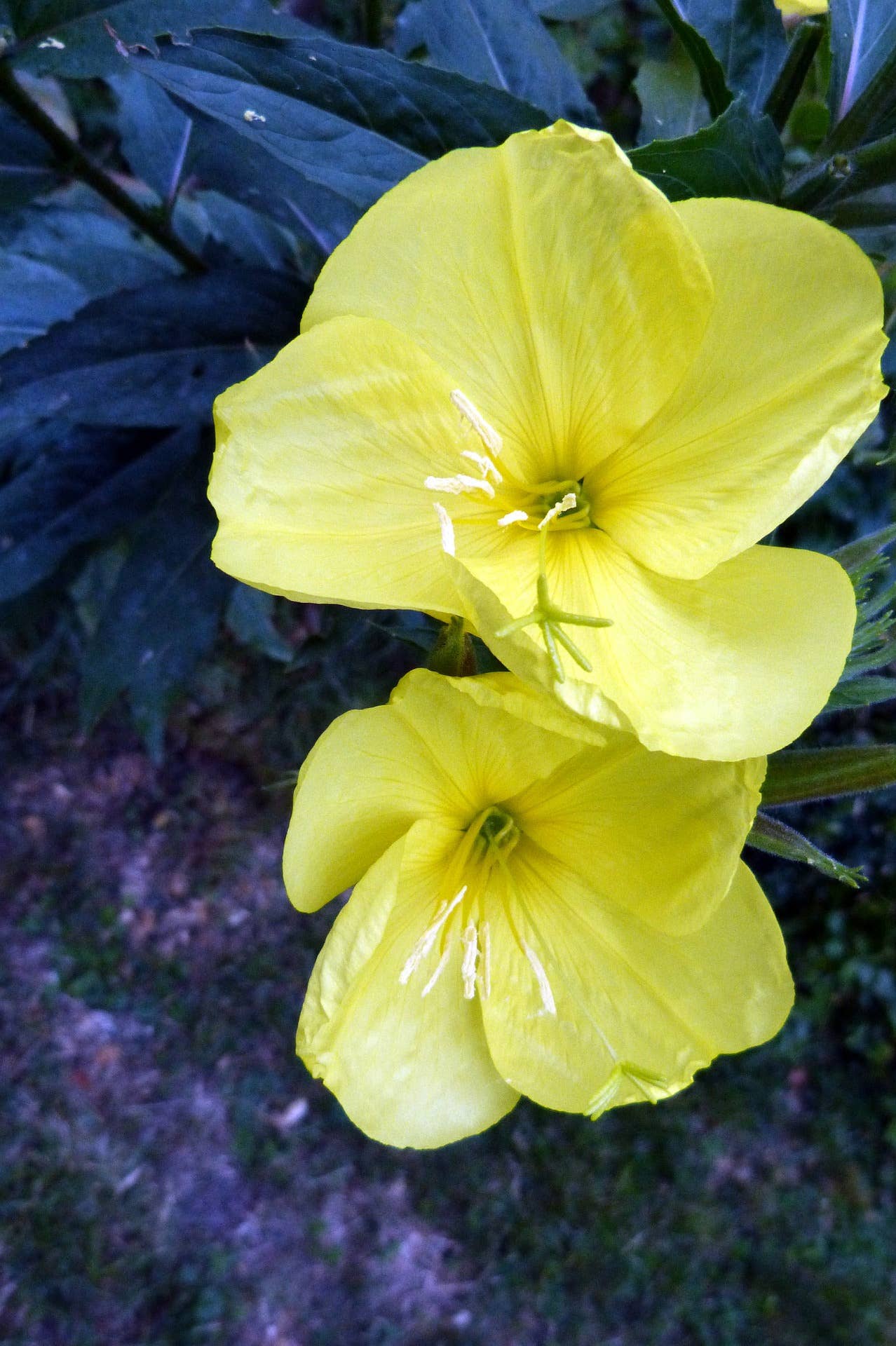 Decker Rd. Seeds - Wholesale Plant Seeds - Evening Primrose Seeds3