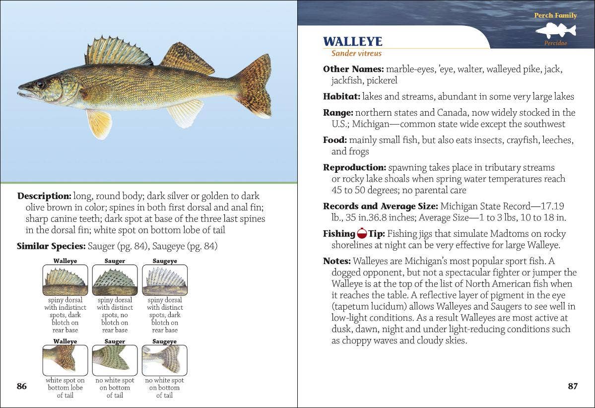 AdventureKEEN - Wholesale Nature & Outdoors - Fish of Michigan Field Guide 2e1