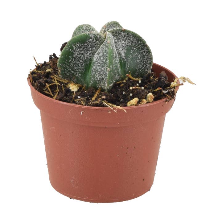 Astrophytum Myriostigma 'Walnut' 3 inch Grower Pot for wholesale by Arcadia Garden Products